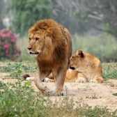 15683857-male-and-female-lion